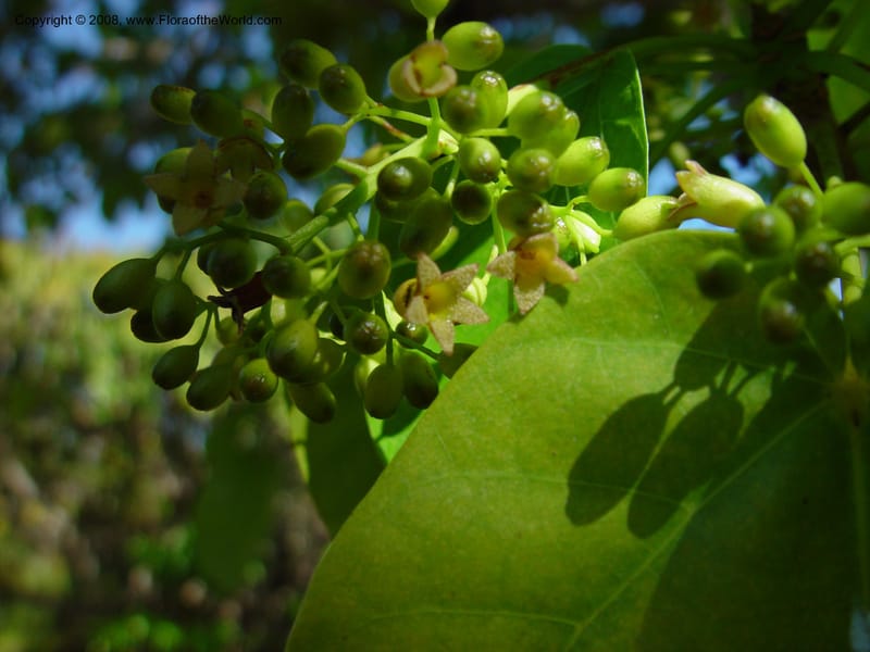 Sterculia ceramica, DF 235 M--FL. Fairchild Tropical Gard. 16 Jan 03. 030.jpg
