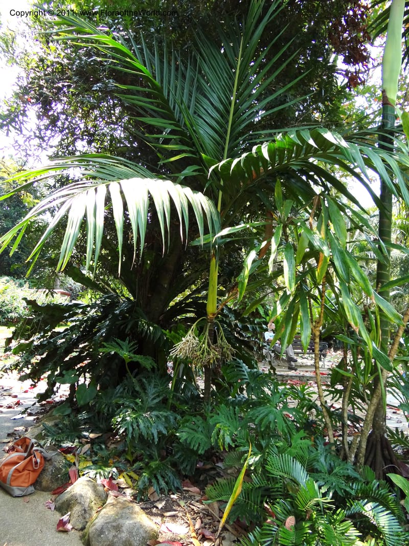 Areca parens--Australia. Queensland. Cairns Botanic Garden. 30 Sep 2011. 040 (8).jpg