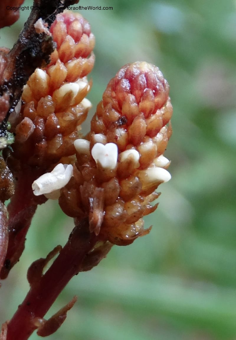 Epirixanthes, Davidson, C 12753--Sabah. Hampuan FR. 13 Oct 2014. DSC04689 (6).JPG