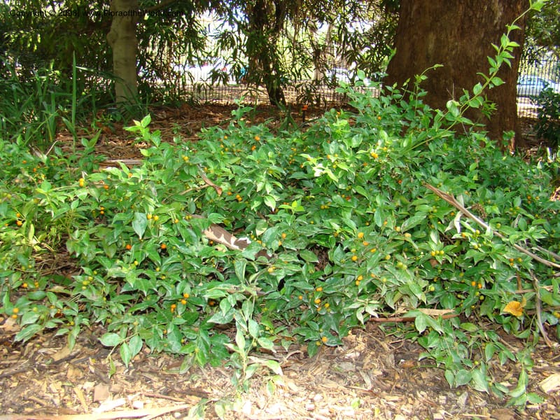 Morinda jasminoides--Australia. Royal Botanic Garden, Melbourne. 19-20 Mch 08. 022.jpg