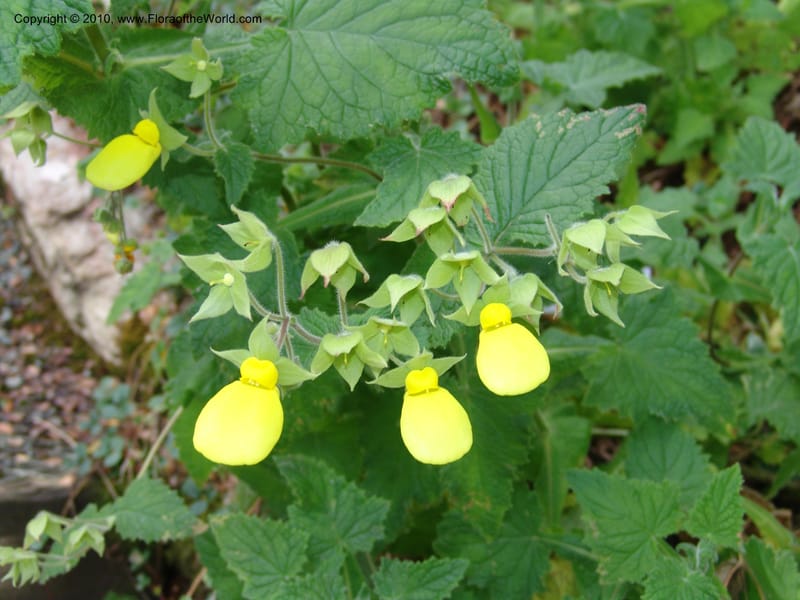 Calceolaria tomentosa, 36.1783--CA. UC Berkeley Bot. Garden. 8 Dec 06. 419.jpg