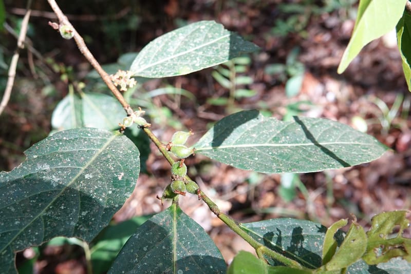 Aporosa dioica, D. Boufford 44137--China. Yunnan. Pu Wen to Da Du Gang on G213. 4 May 2018. DSC01724 (170).JPG