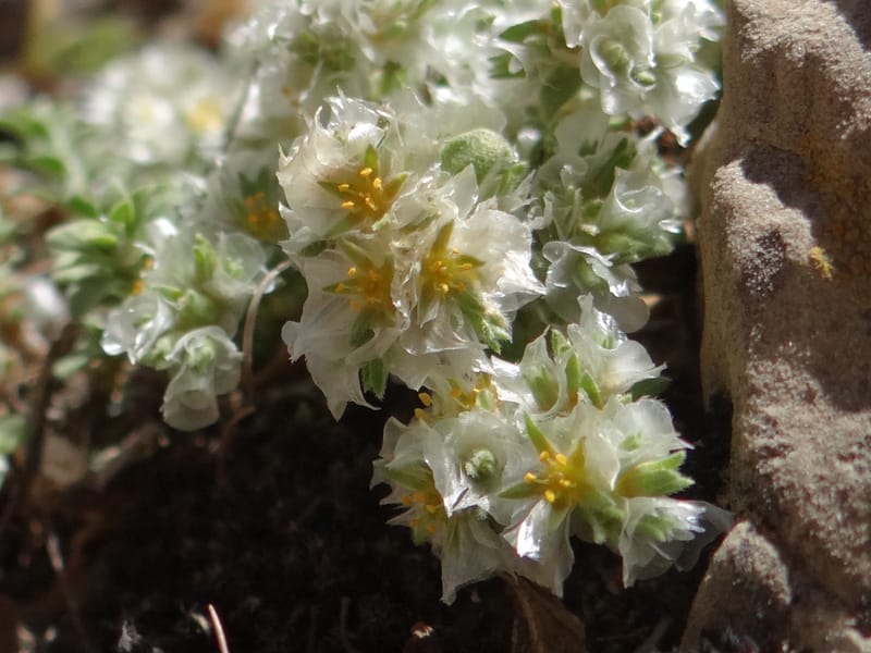 Paronychia kurdica--Iraq. Kurdistan. Shakh-i-Pira Magrun. 24 May 2013. DSC05074 (138).JPG