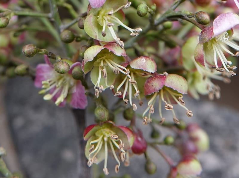Delavaya toxocarpa, D. Boufford 44087--China. Yunnan. Xinshao Village. 28 Apr 2018. DSC00001 (49).JPG