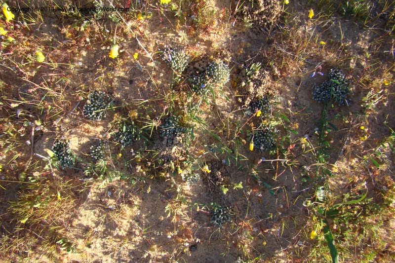 Cliffortia, C. Davidson 11579--South Africa. Northern Cape. Papkuilsfontein. 26 Aug 09. 324 (8).jpg