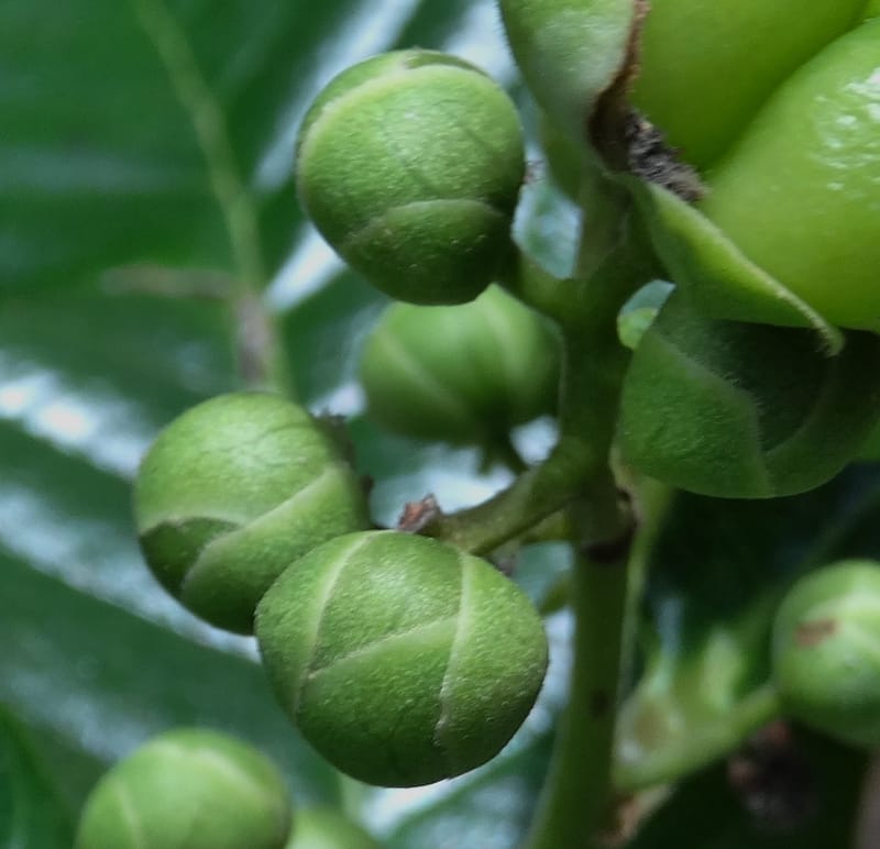 Tetracera billardieri, Lowry, P 7392--New Caledonia. Nehoue Forest. 17 Nov 2015. DSC03041 (370).JPG