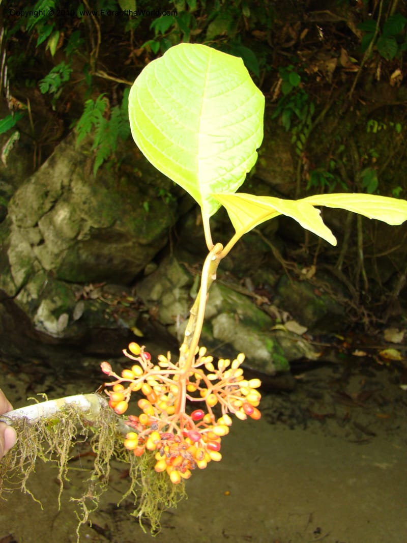 Neea amplifolia, B. Hammel 24695--Costa Rica. Prov. Limon. Selva Bananito Lodge. 13 Apr 08. 090 (1).jpg