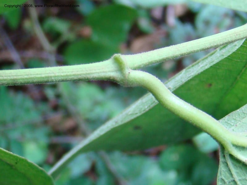 Aristolochia maxima, NMartinezM2422--MX. Chiapas. Jiquipilas. Cerro el Campanario. 14 Sep 08. 253.jpg