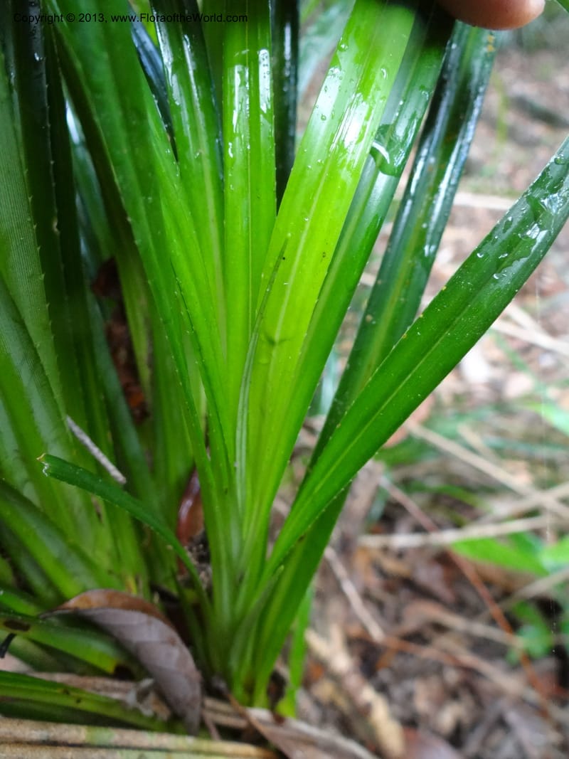 Pandanus dorystigma, Callmander 1000--Sarawak.. Bot. Res. Center, Semengoh. 26 Mar 2012. DSC05403 (15).JPG