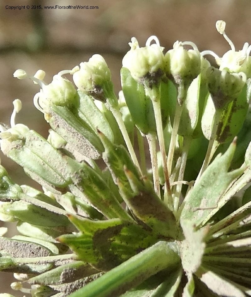 Asteriscium chilensis, Davidson, C 12819--Chile. Ruta J-55 east of Talca. 27 Nov 2014. DSC08479 (60).JPG