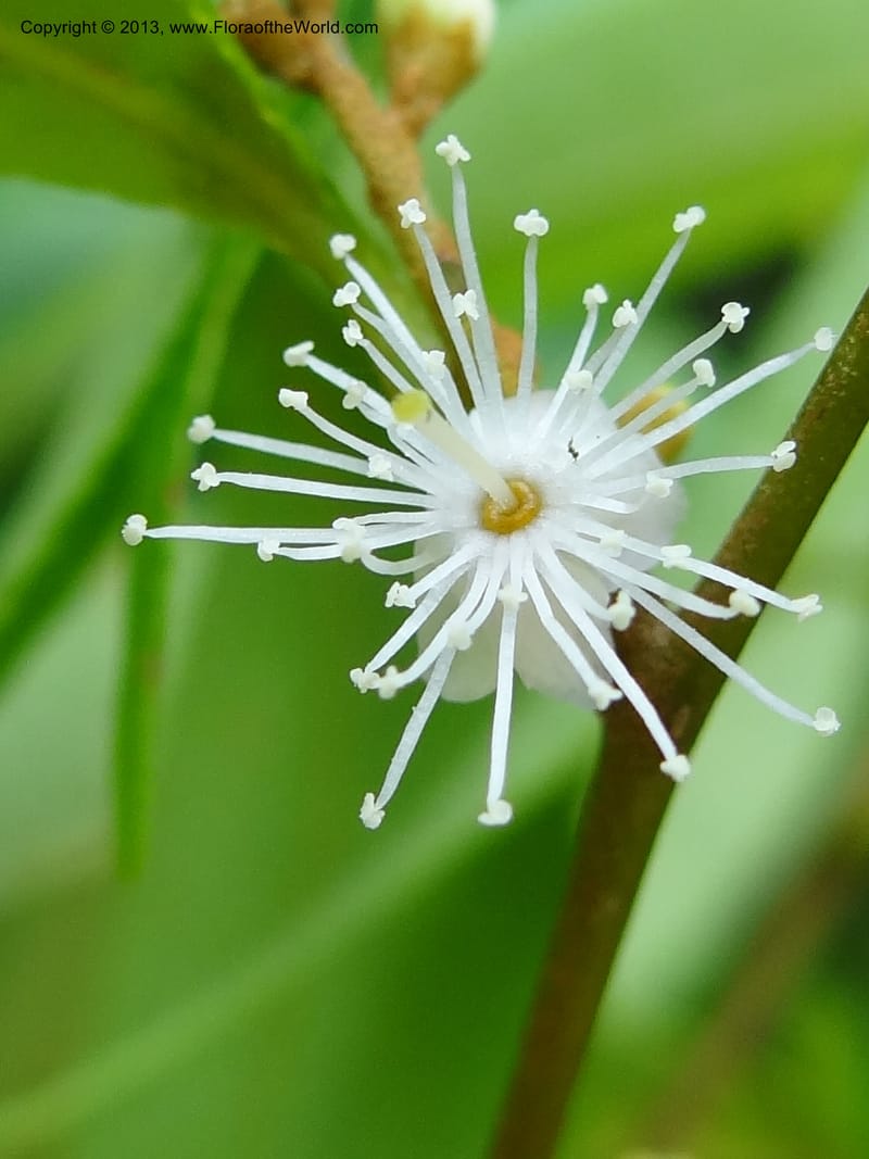 Symplocos, S.98876--Malaysia, Sarawak. Kubah Nat. Park. 28 Mar 2012. DSC05973 (140).JPG