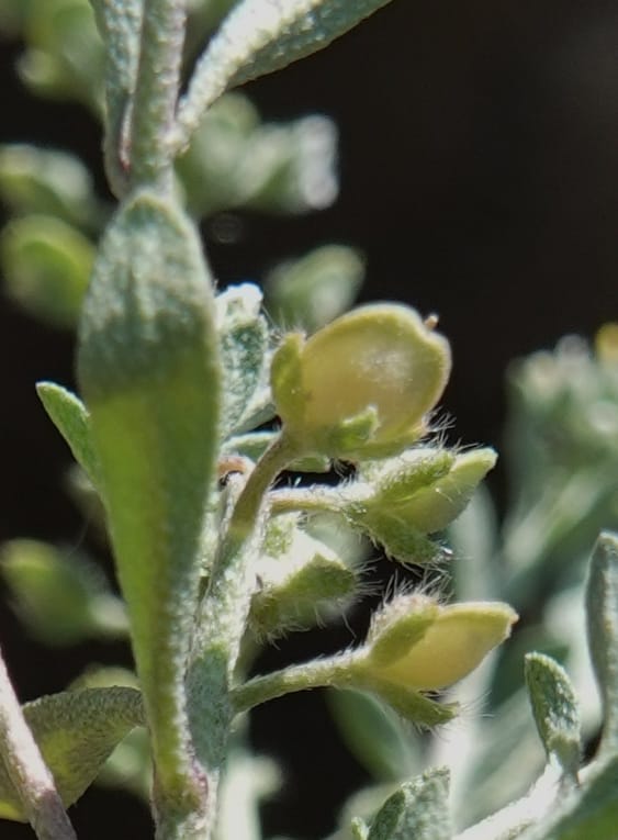 Alyssum alyssoides, C. Davidson 13796--Oregon. Union Co. Hwy 82, near summit. 6 Jun 2018. DSC05441 (91).JPG