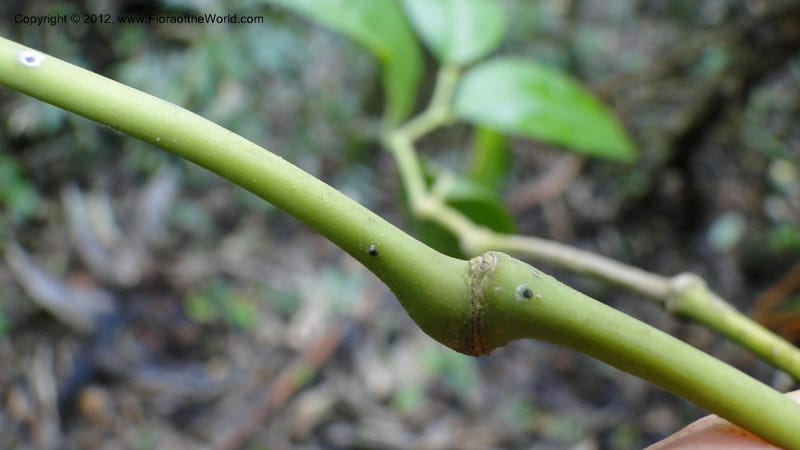 Piper pyrifolium, A. Ramahefaharivelo 163--Madagascar. Ambolotara. Ambodini, Vatovavy. 3 May 2010 112 (7).jpg