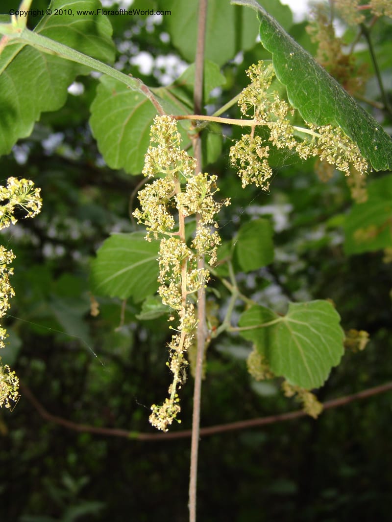 Vitis californica--CA. McConnell Arboretum, Redding. 4 Jun 07. 319.jpg