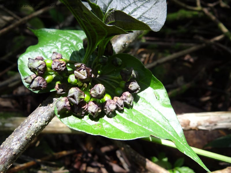 Tacca palmata, SAN.153234--Malaysia, Sabah. Kinabalu N.P., Poring. 7 Apr 2012. DSC07570 (3).JPG