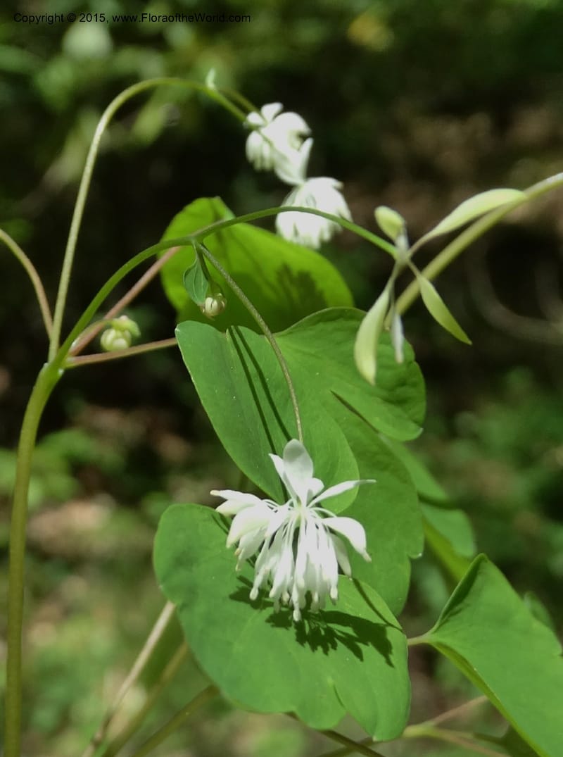 Thalictrum clavatum, Davidson, C 12989--North Carolina. Clay Co. Perry Gap Rd, Barnard's Cr. 13 May 2015. DSC04860 (274).JPG