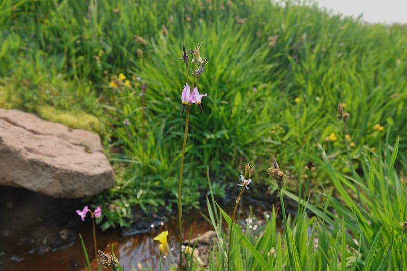 Dodecatheon alpinum, Davidson 14247--OR. Harney Co. Steens Mtn. July 2021. DSC09986 (1163).JPG