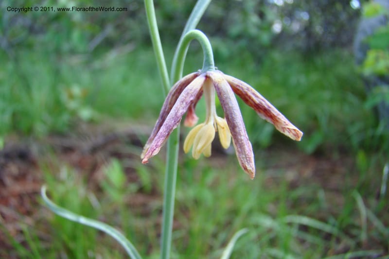 Fritillaria atropurpurea, C. Davidson 11437--Idaho. Valley Co. Payette Lake. Sylvan Beach. 7 June 2009. 024.jpg