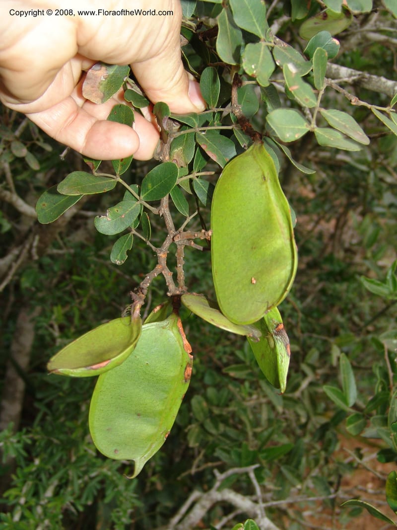 Schotia latifolia--So.Africa. E. Cape. Uitenhage Nat. Res. 6 Mch 05. 185.jpg