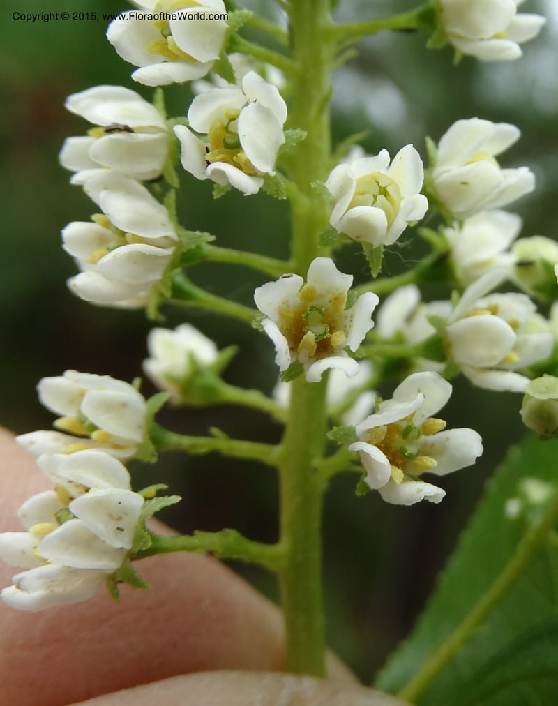 Escallonia pulverulenta, Davidson, C 12833--Chile. Cerro El Colorado, E of Talca. 28 Nov 2014. DSC08873 (59).JPG