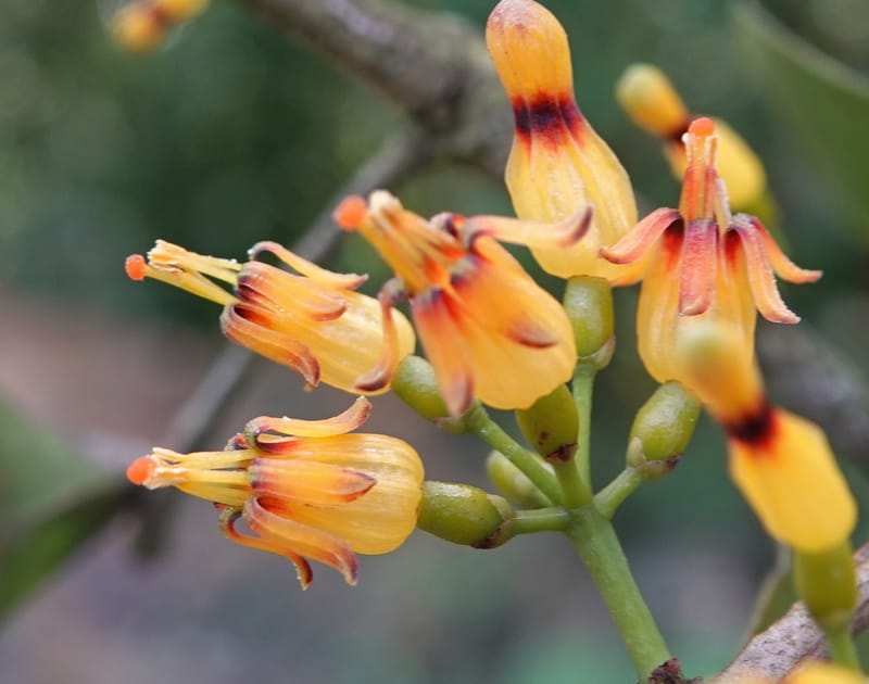 Macrosolen cochinchinensis, D. Boufford 44099--China. Yunnan. Lao jun Shan. 30 Apr 2018. DSC00424 (651).JPG