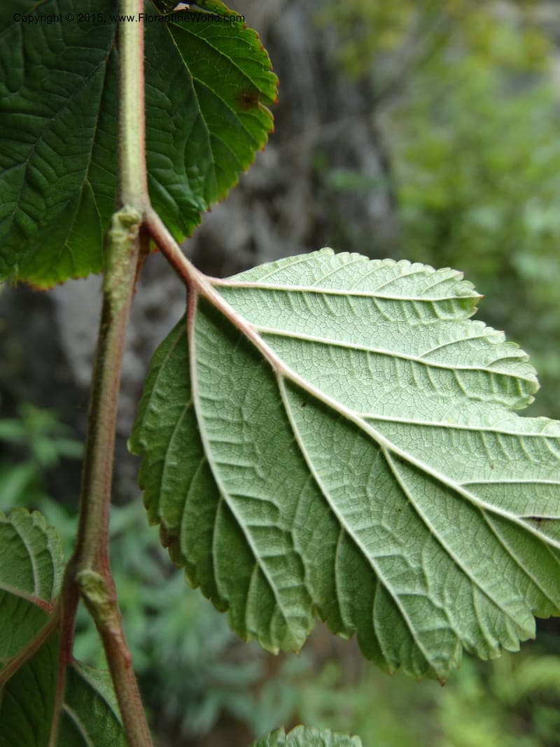 Neillia thibetica, Boufford, D 43710--China. Sichuan. LongDongZhen on Rd. to LeiYuan Shan. 13 May 2014. DSC05860 (2).JPG