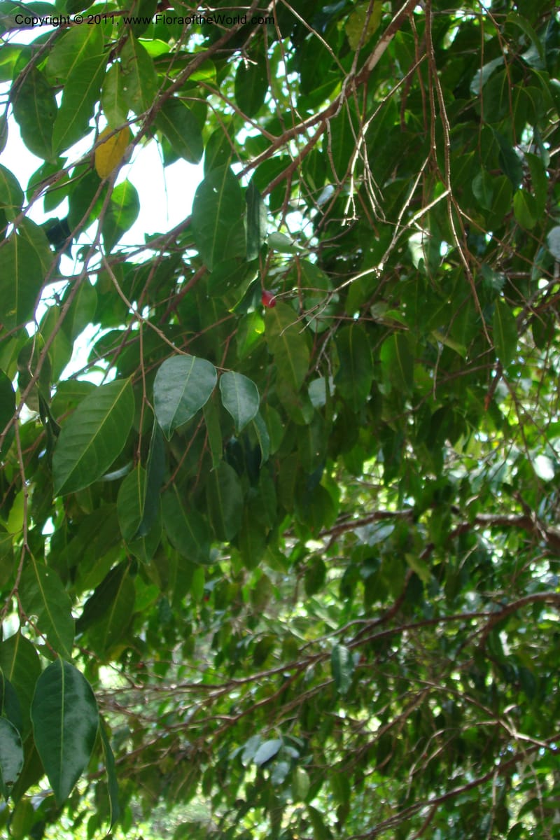Hunga, M. Callmander 773--New Caledonia. Upper Tene River Valley. 19 Jan 2010. 377 (141).jpg