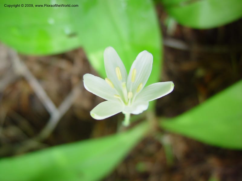 Clintonia uniflora--ID. Adams Co. Ca. Hwy 55, twd Brundage Mtn. 21 Jun 03. 044.jpg
