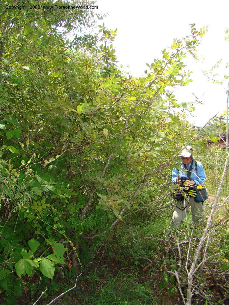 Bursera diversifolia, NMartinezM2420--MX. Chiapas. Jiquipilas. Cerro el Campanario. 14 Sep 08. 142.jpg