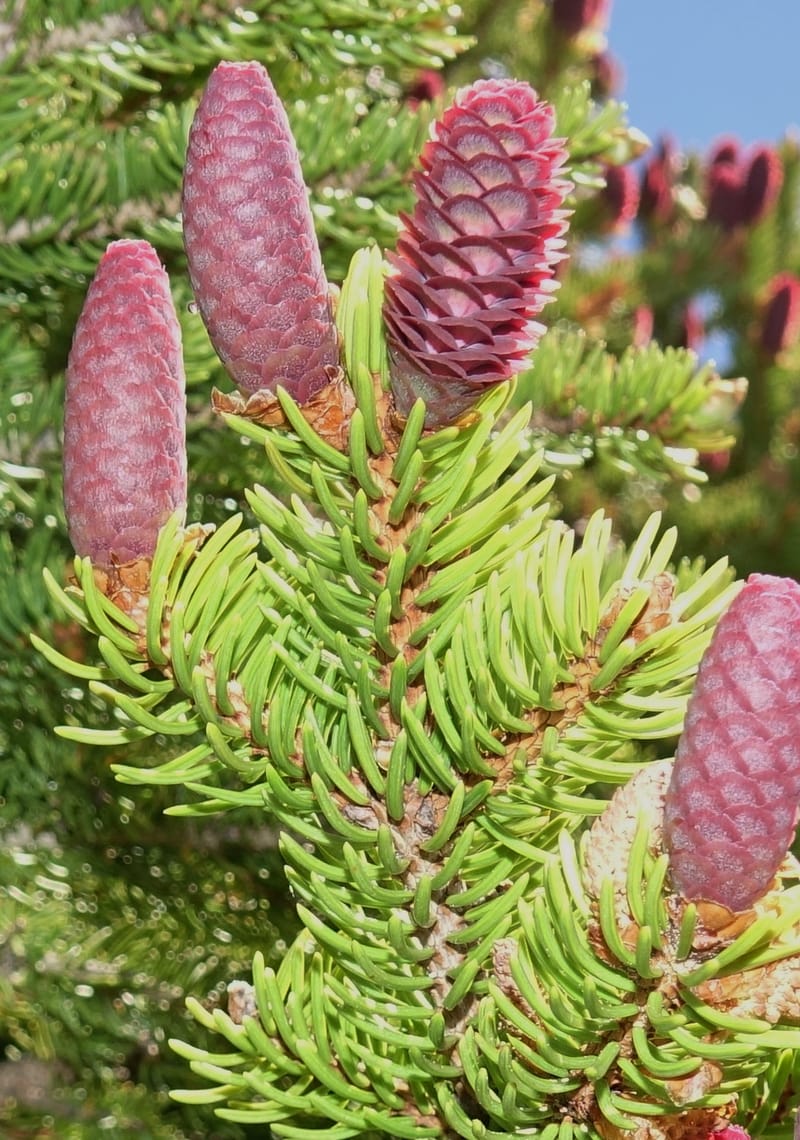 Picea abies, Davidson, C 13309--Switzerland. Les Violettes. 4 Jul 2016. DSC09126 (74).JPG
