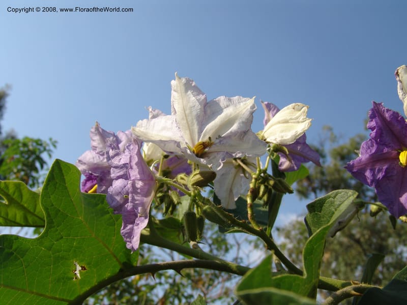 Solanum--Uganda. Crater Lakes region, Ndali lodge, S of Fort Portal. 4July 04. 020.jpg
