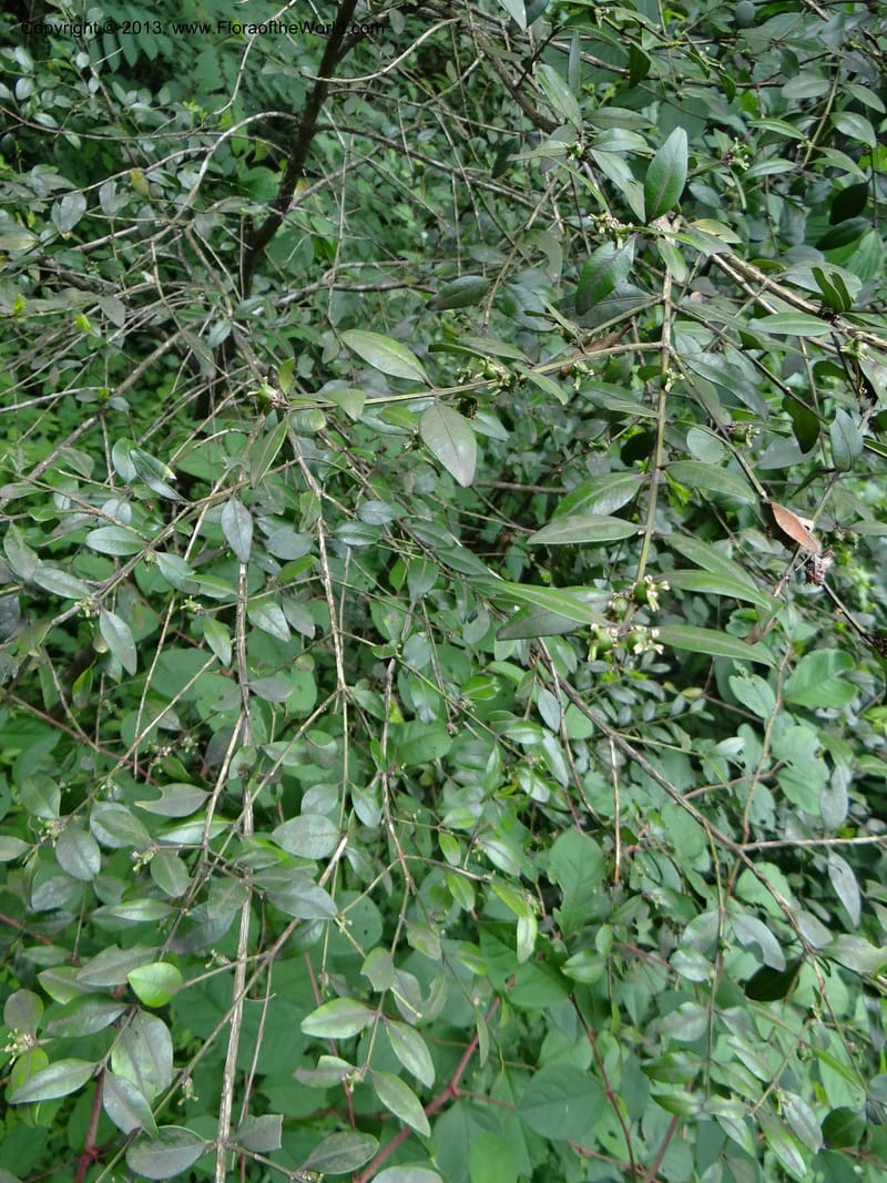 Buxus sinica var. aemulans, Davidson, C 12044--China. Anhui Prov. Huang Shan. 8 Jun 2012. DSC02431 (142).JPG