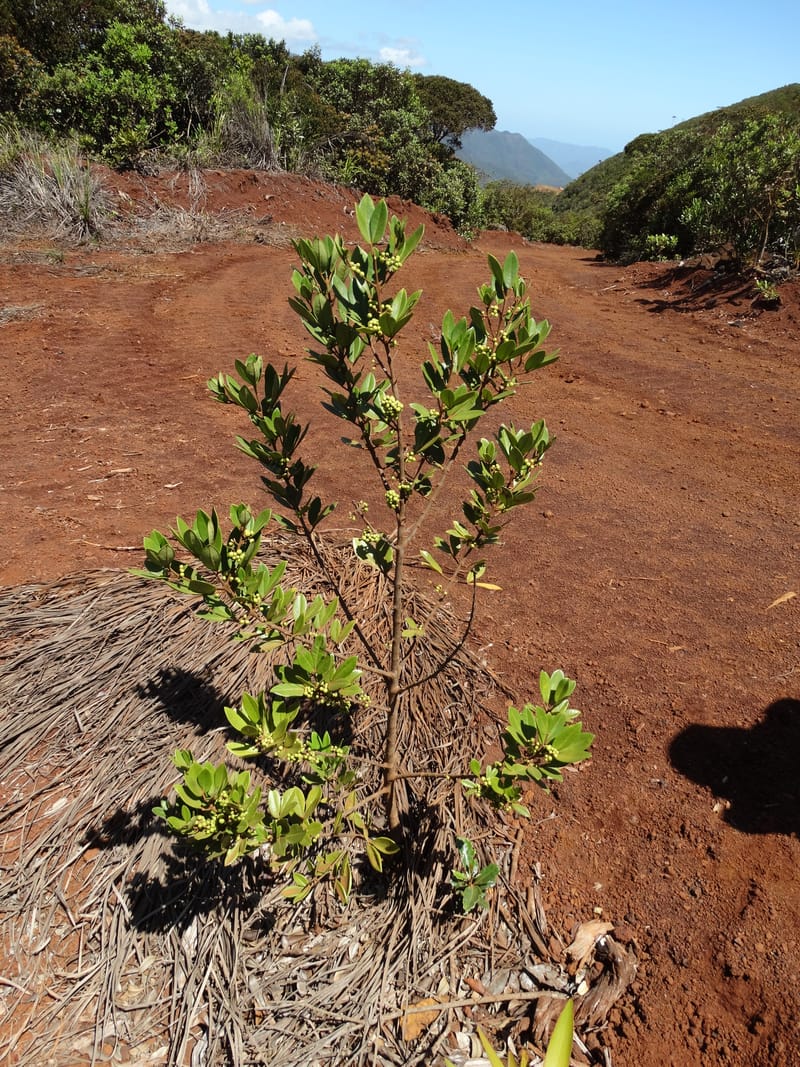 Comptonella, Munzinger, J 7483--New Caledonia. PinPin. 20 Nov 2015. DSC03938 (494).JPG