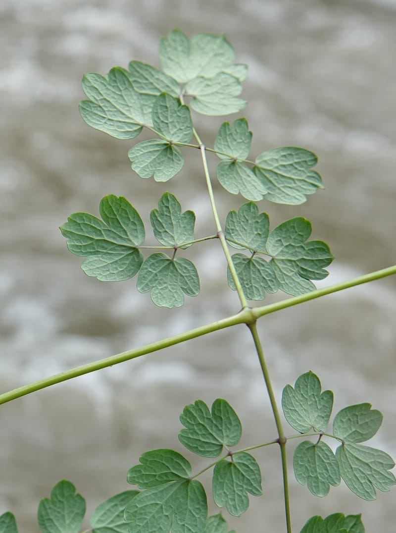 Thalictrum delavayi, C. Davidson 13765--China. Sichuan. Yibailingba-gou. 12 Aug 2017. DSC04660 (248).JPG