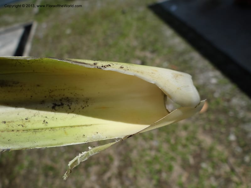 Base of a severed leaf showing the pale inner sheath