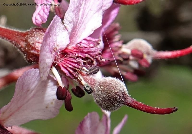 Ungnadia speciosa, Davidson, C 13072--Texas. Galveston. 18 Mar 2016. DSC00038 (64).JPG