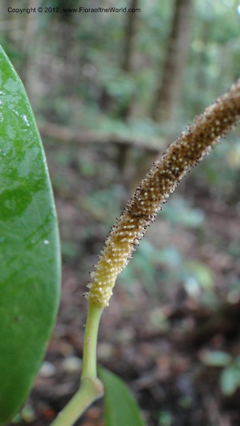 Piper pyrifolium, A. Ramahefaharivelo 163--Madagascar. Ambolotara. Ambodini, Vatovavy. 3 May 2010 112 (12).jpg