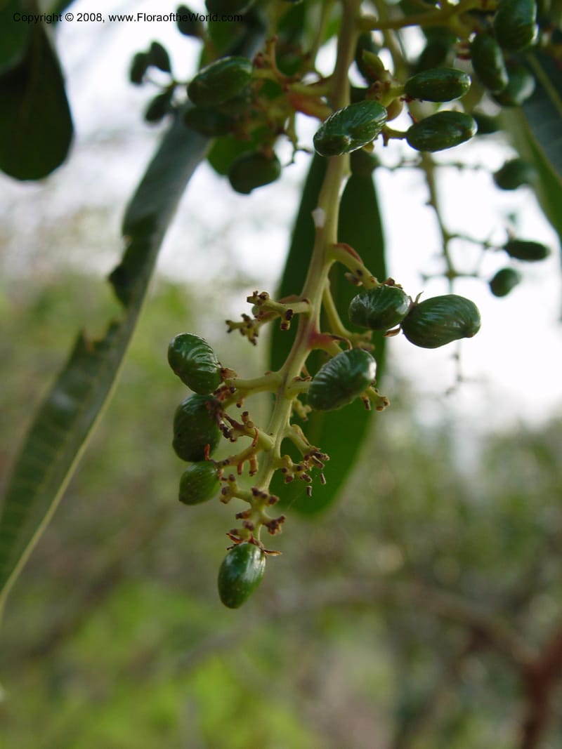 Protorhus longifolia--So. Africa. Zululand.  Hluhluwe Game Res.  Hilltop Ldg. 30 Sep 03.  015.jpg