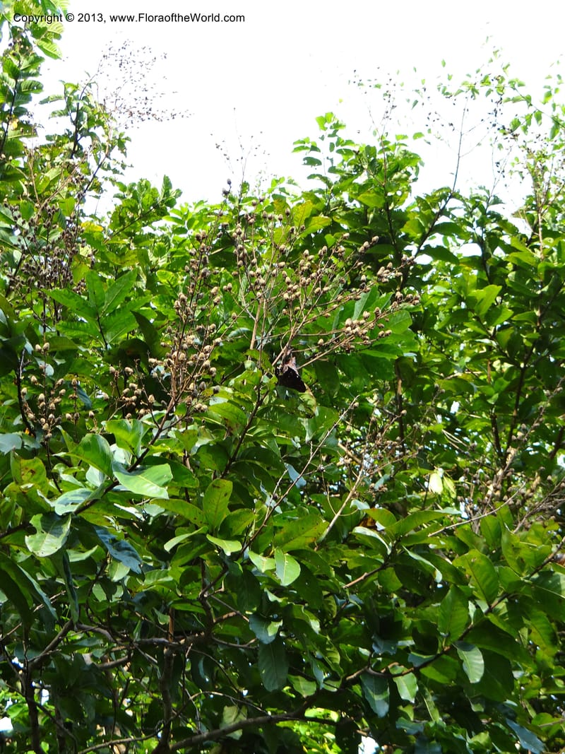 Lagerstroemia--Thailand. Trang. Khao Pra Bang Kram Wildl. Sanct. 16 Nov 2012. DSC00077 (136).JPG