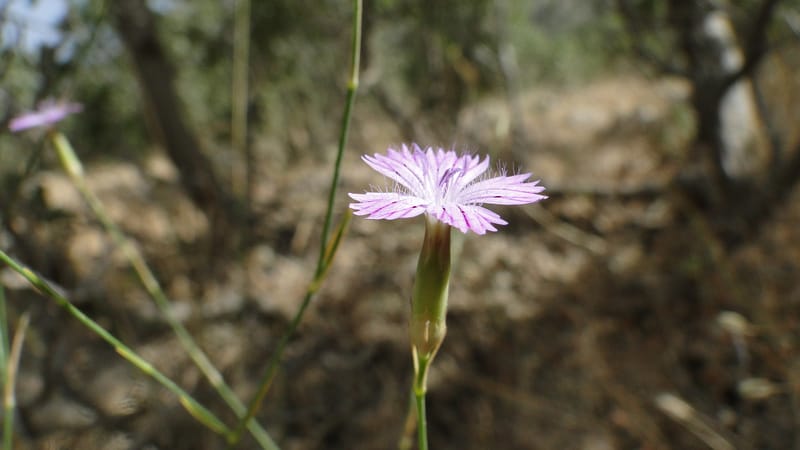 Dianthus strictus, A. G. Miller coll.--Iraq. Kurdistan. Shakh-i Pira Magun. 10 June 2010. 240 (4).jpg