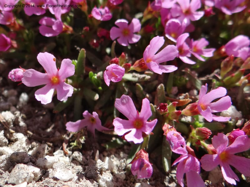 Douglasia, Davidson, C 12194--ID. Boise Co. Scott Mtn. Lookout Road. 18 Jun 2013. DSC06609 (57).JPG