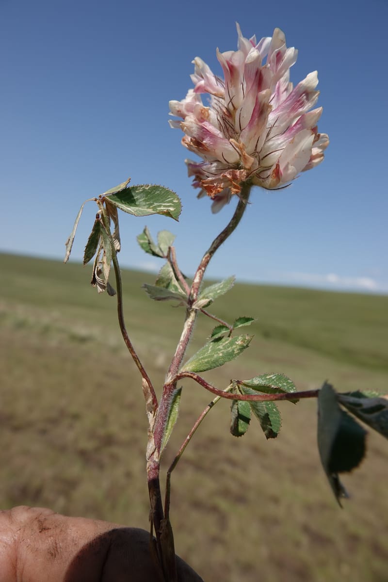 Trifolium macrocephalum, C. Davidson 13789--Oregon. Wallowa Co. Upper Camp Creek Canyon. 5 Jun 2018. DSC05225 (25).JPG