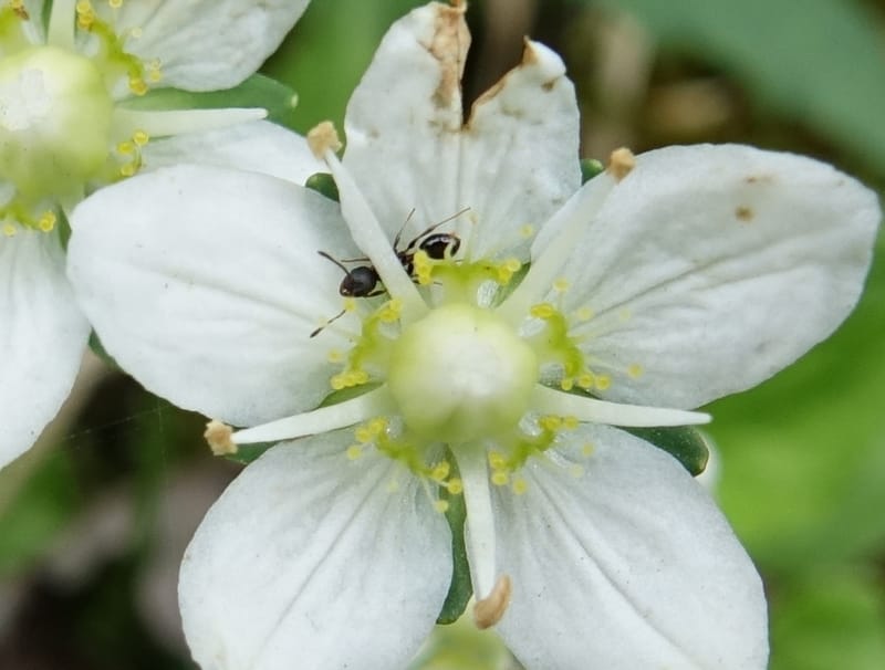 Parnassia palustris, Tseng Yu-Hsin 1316--Taiwan. SW of Nanshan on highway 7. 20 May 2016. DSC03339 (24).JPG