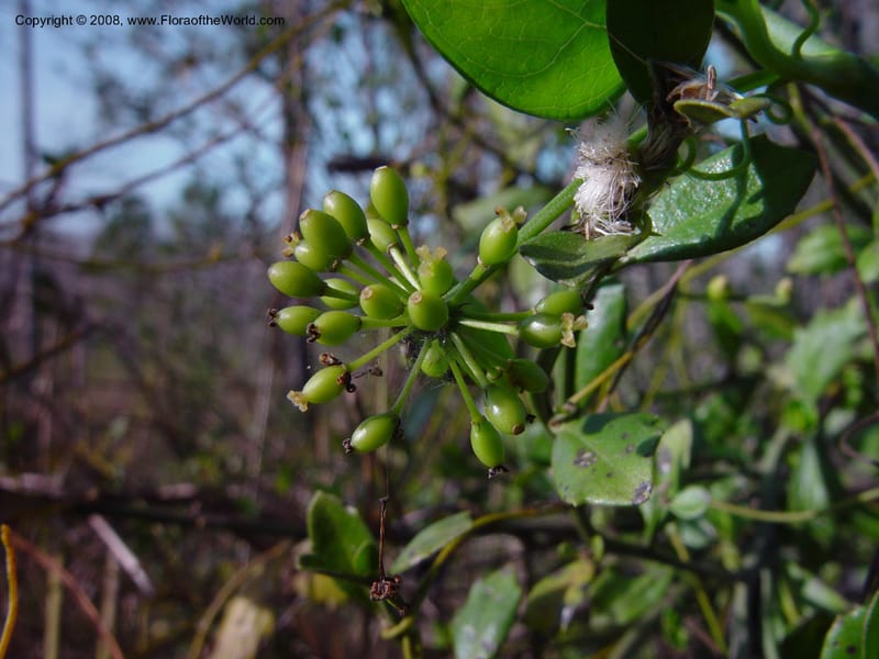 Smilax auriculata--FL. Collier Co. Corkscrew Swamp Sanctuary. 12 Jan 03. 109.jpg