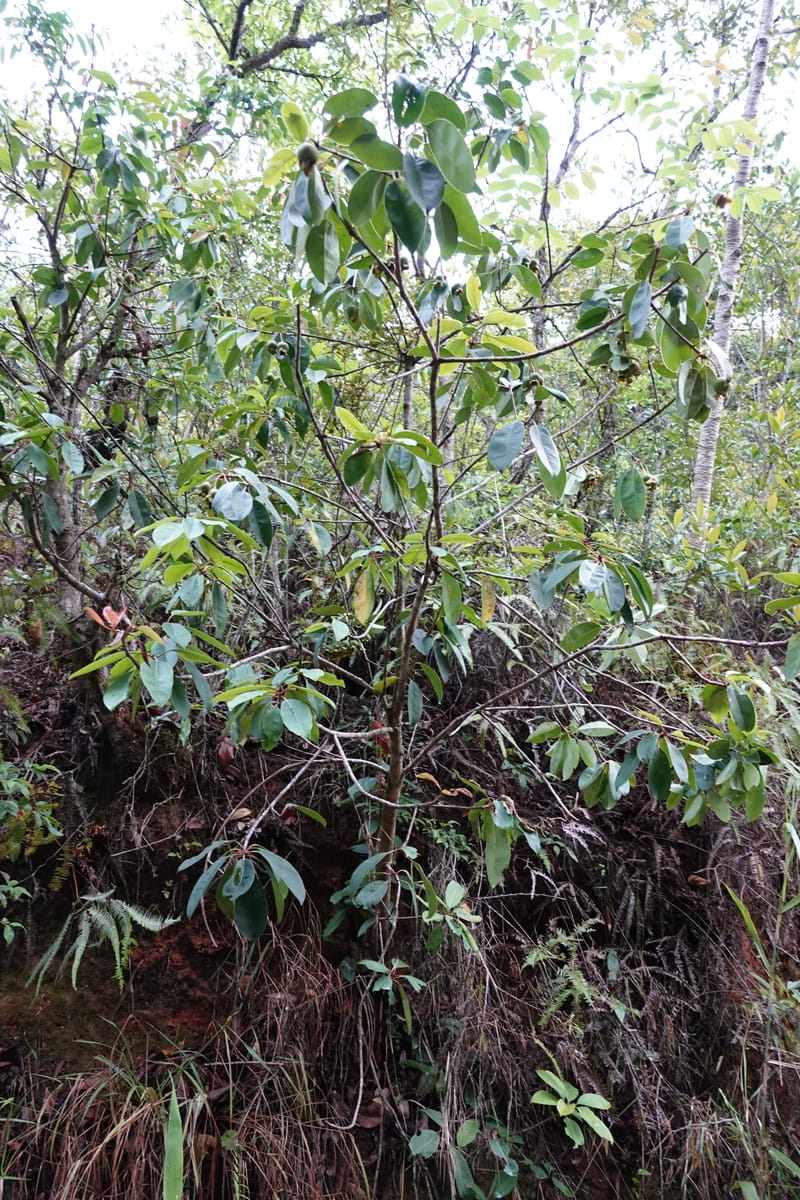 Anneslea fragrans, D. Boufford 33132--China. Yunnan. Meizi Lake Park. 3 May 2018. DSC01424 (294).JPG