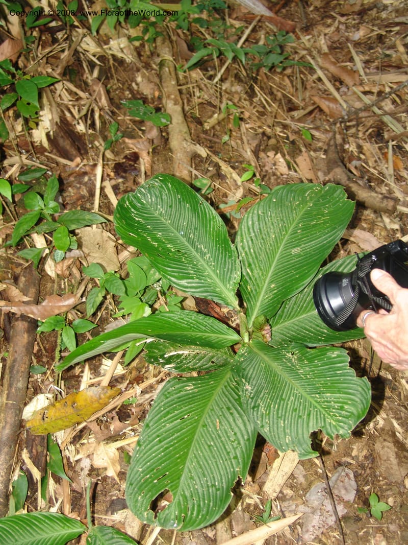 Calathea, RVasquez33009--Peru. Pillcopata. Qbda Pini Pini. 29 Oct 07. 892.jpg
