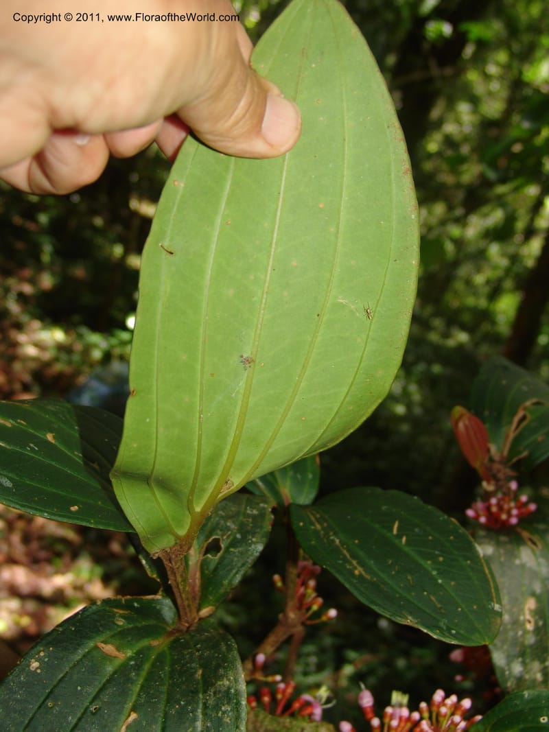 Medinilla, ROR1585--Madag. Parc Nat. Montagne d'Ambre. 11 Nov 06. 120.jpg