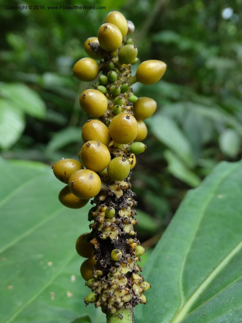 Piper, Davidson, C 12746--Sabah. Sg. Nelumad. 12 Oct 2014. DSC04383 (58).JPG