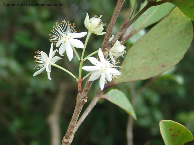 Pseudoscolopia polyantha--So.Africa. E. Cape. Umtamvuna Nat. Res. 11 Mch 05. 110a.jpg