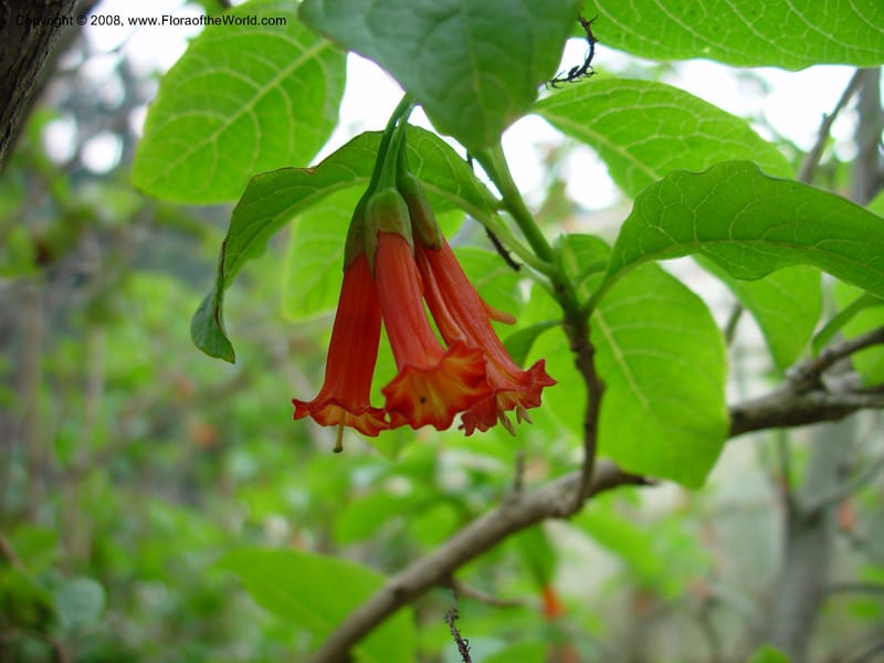 Iochroma fuchsoides. 95.1169--CA. UC Berkeley Bot. Gard. 11 Feb 03. 041.jpg